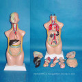 Médico de la enseñanza del cuerpo humano torso modelo anatómico (R030105)